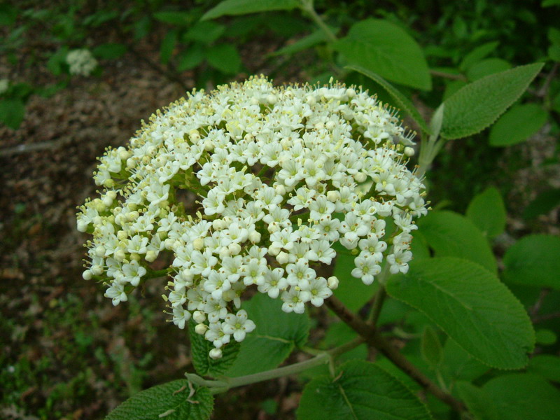 Viburnum lantana / Viburno lantana